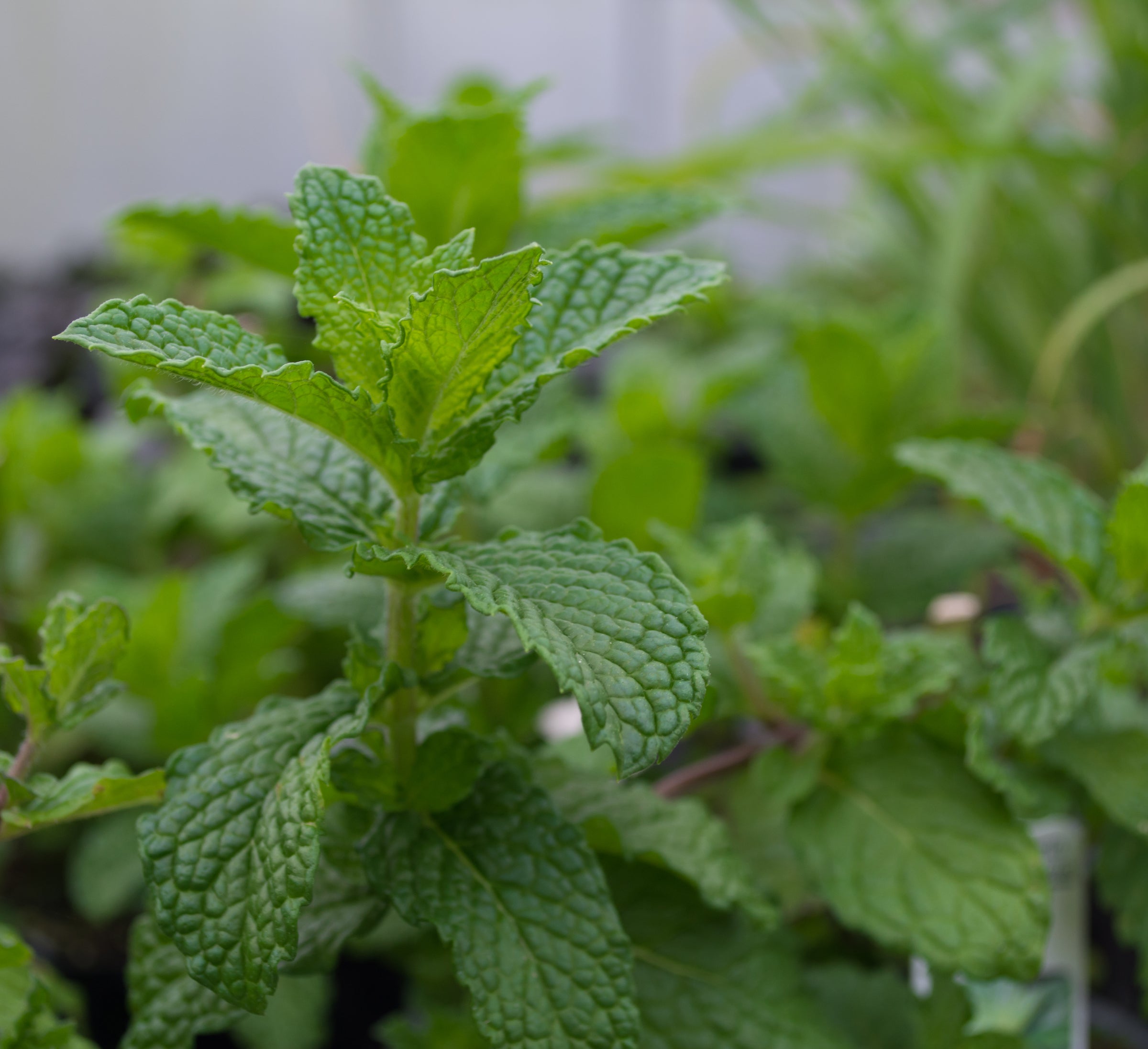 Mint 'Peppermint' — Green Acres Nursery & Supply